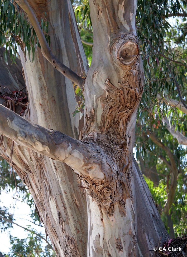 Eucalyptus Globulus - Vista 3